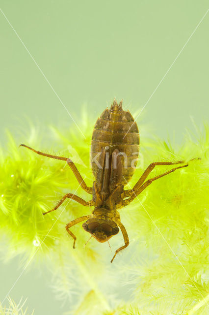 Noordse witsnuitlibel (Leucorrhinia rubicunda)