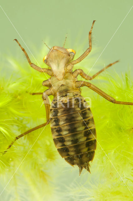 Noordse witsnuitlibel (Leucorrhinia rubicunda)