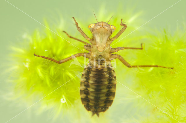 Noordse witsnuitlibel (Leucorrhinia rubicunda)