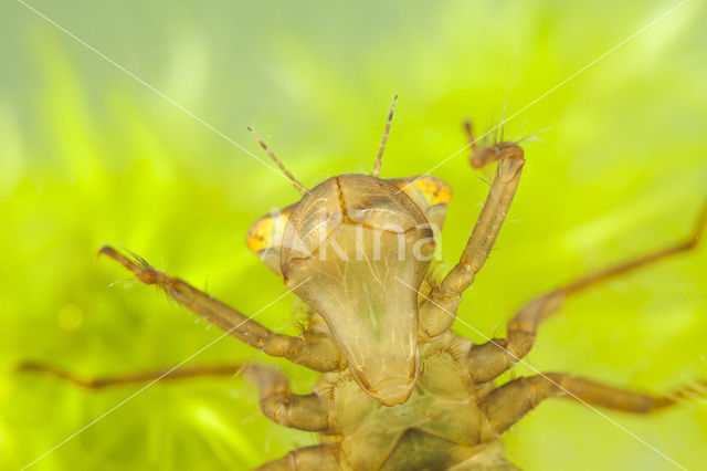 Noordse witsnuitlibel (Leucorrhinia rubicunda)