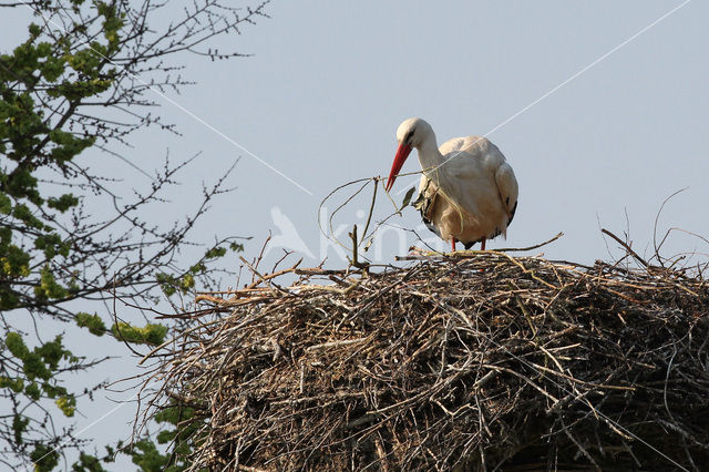 Ooievaar (Ciconia ciconia)