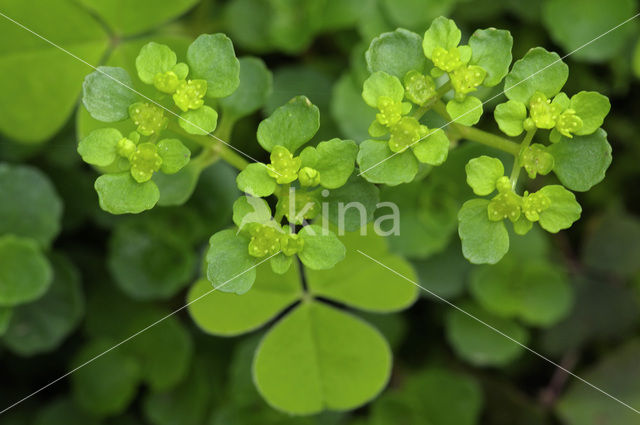 Paarbladig goudveil (Chrysosplenium oppositifolium)