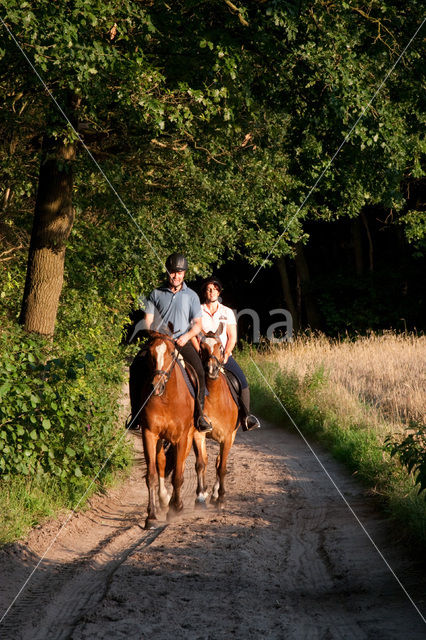 Paard (Equus spp)