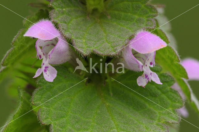 Paarse dovenetel s.s. (Lamium purpureum)