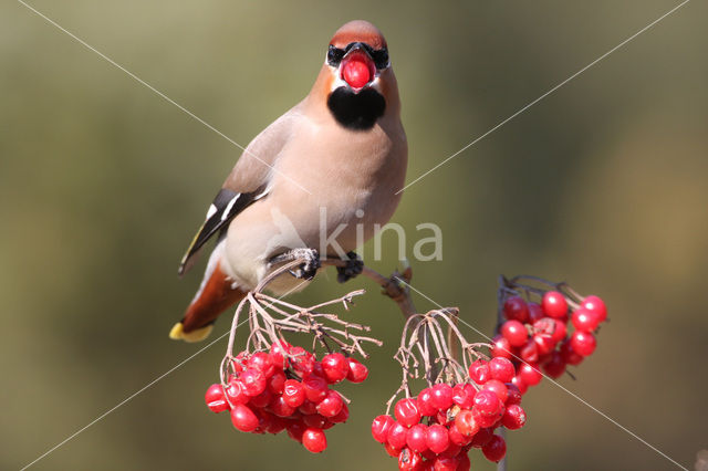 Pestvogel (Bombycilla garrulus)