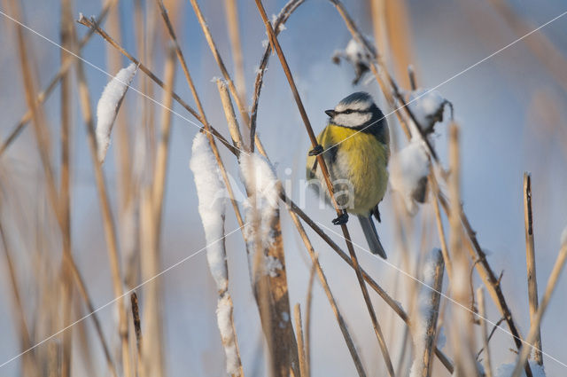 Pimpelmees (Parus caeruleus)