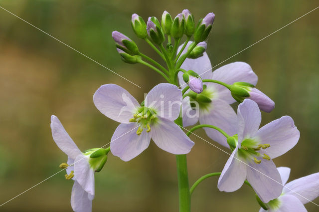 Pinksterbloem (Cardamine pratensis)