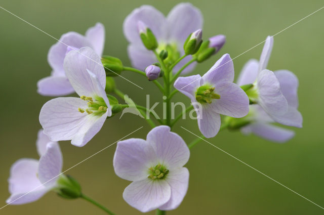 Pinksterbloem (Cardamine pratensis)