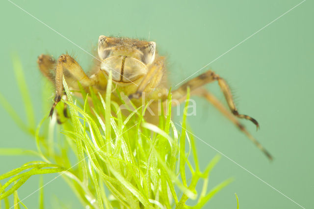 Broad-bodied Chaser (Libellula depressa)