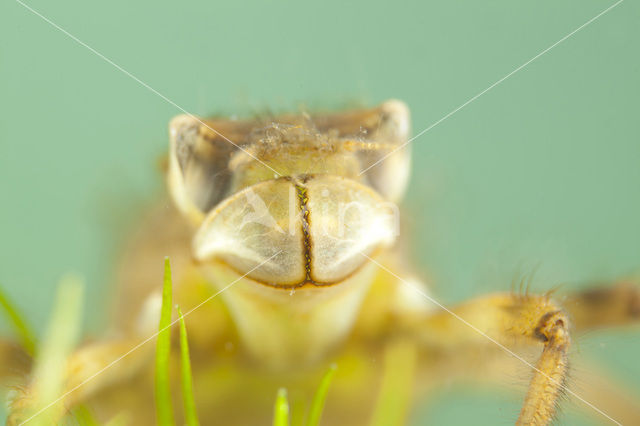 Platbuik (Libellula depressa)