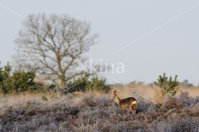 Roe Deer (Capreolus capreolus)