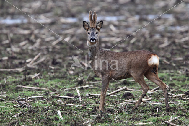 Ree (Capreolus capreolus)