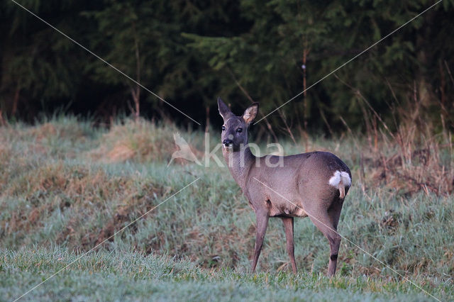 Ree (Capreolus capreolus)