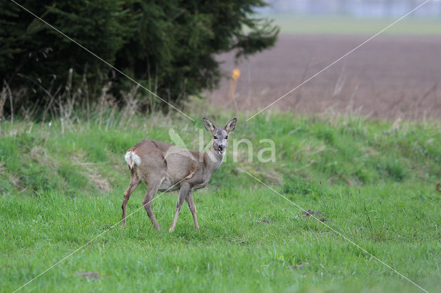 Ree (Capreolus capreolus)