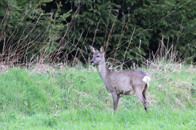 Ree (Capreolus capreolus)