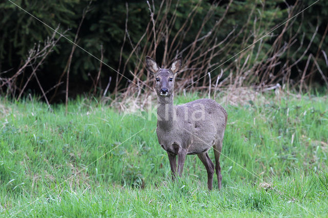 Ree (Capreolus capreolus)