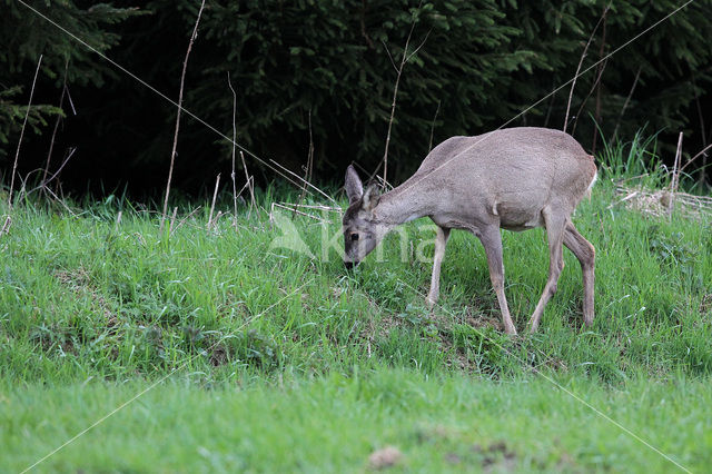 Ree (Capreolus capreolus)