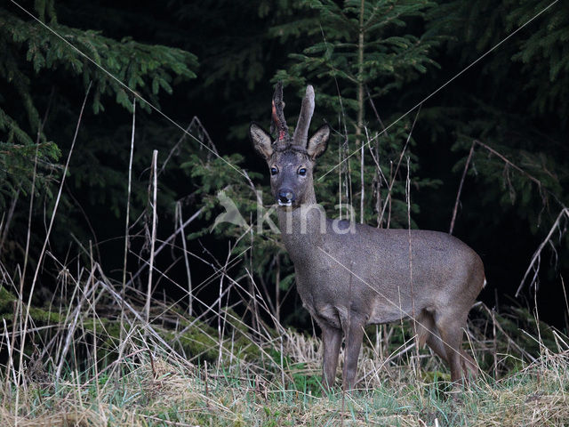 Ree (Capreolus capreolus)