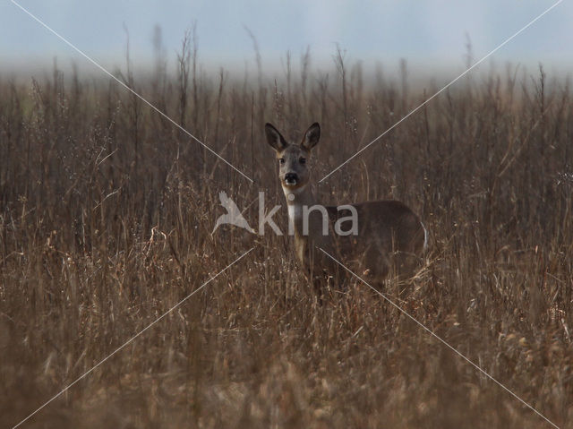 Ree (Capreolus capreolus)