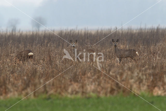 Ree (Capreolus capreolus)