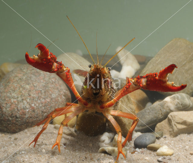 Rode Amerikaanse rivierkreeft (Procambarus clarkii)