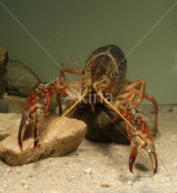 Rode Amerikaanse rivierkreeft (Procambarus clarkii)