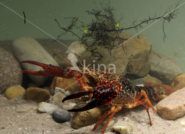 Rode Amerikaanse rivierkreeft (Procambarus clarkii)