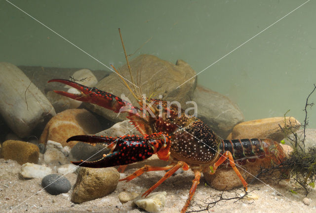 Rode Amerikaanse rivierkreeft (Procambarus clarkii)