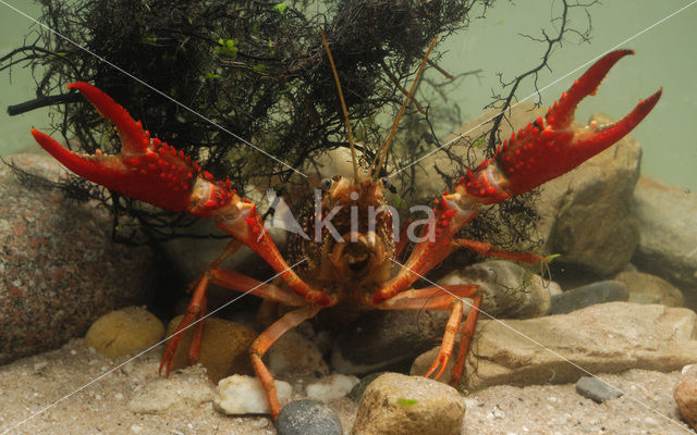 Rode Amerikaanse rivierkreeft (Procambarus clarkii)