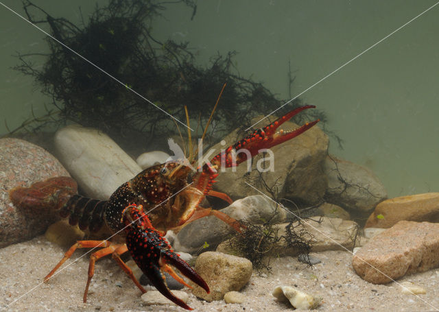 Rode Amerikaanse rivierkreeft (Procambarus clarkii)