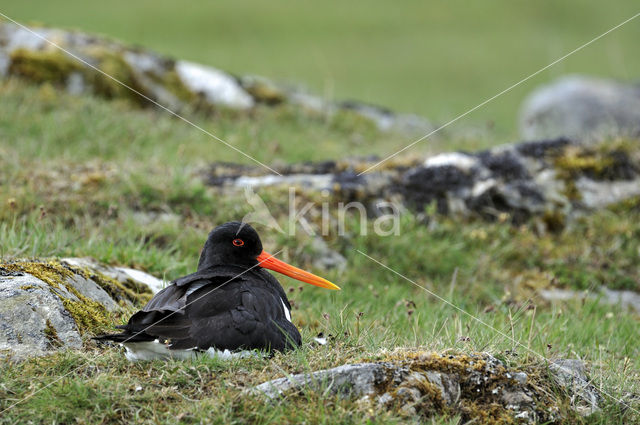 Scholekster (Haematopus ostralegus)