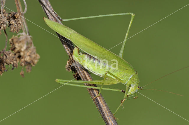 Sikkelsprinkhaan (Phaneroptera falcata)