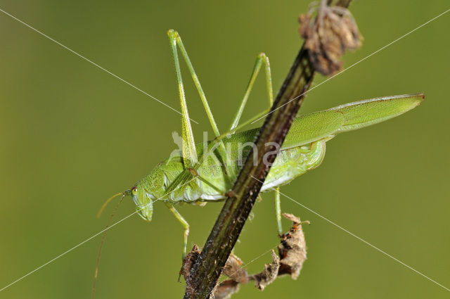 Sikkelsprinkhaan (Phaneroptera falcata)