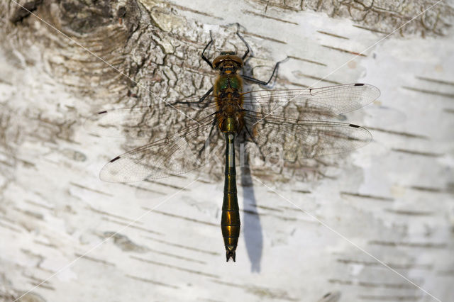 Smaragdlibel (Cordulia aenea)