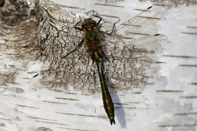 Smaragdlibel (Cordulia aenea)