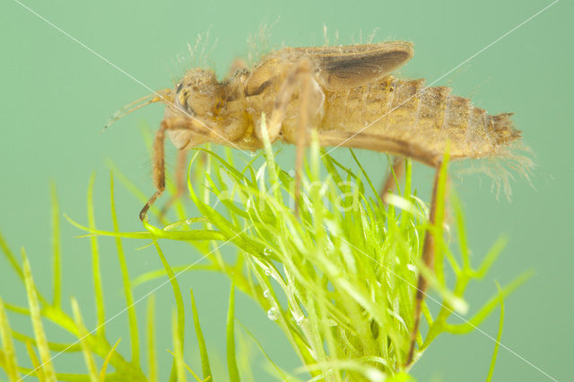 Smaragdlibel (Cordulia aenea)