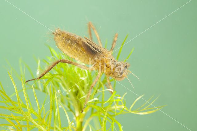 Smaragdlibel (Cordulia aenea)