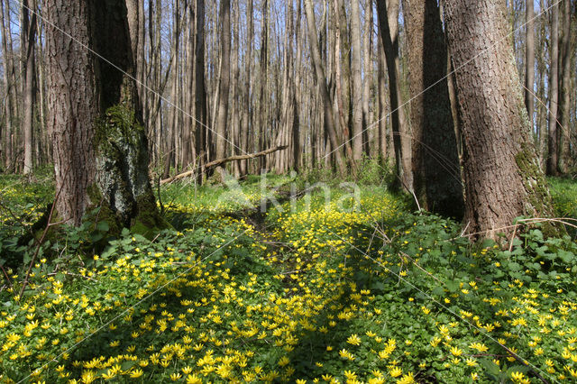 Speenkruid (Ranunculus ficaria)