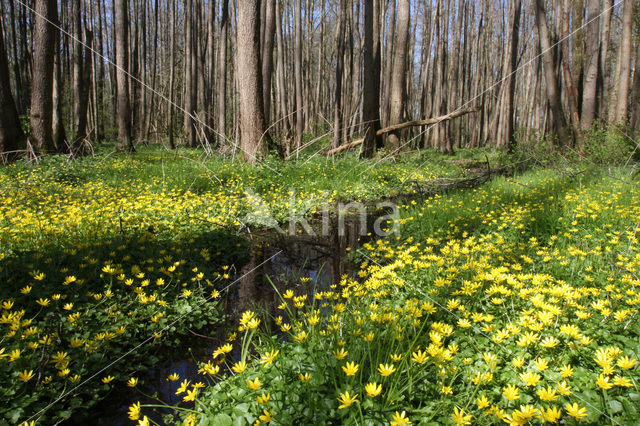 Speenkruid (Ranunculus ficaria)