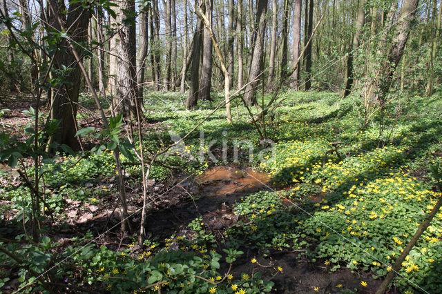 Speenkruid (Ranunculus ficaria)