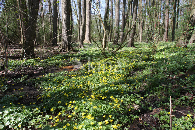 Speenkruid (Ranunculus ficaria)