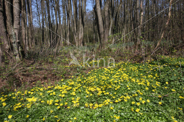 Speenkruid (Ranunculus ficaria)