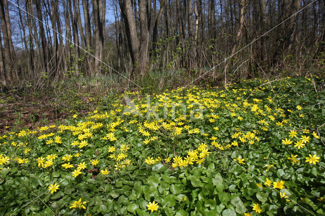 Speenkruid (Ranunculus ficaria)