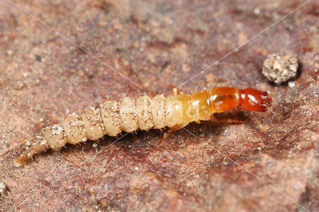 Staphylinidae