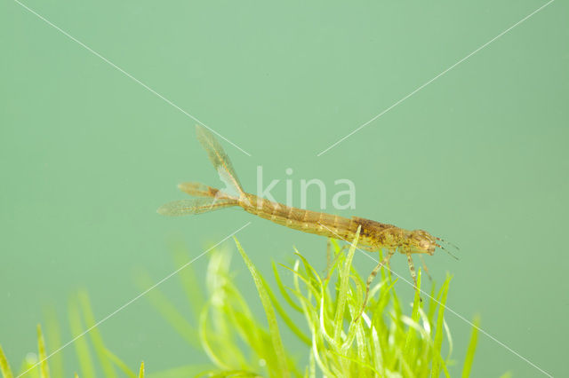 Variabele waterjuffer (Coenagrion pulchellum)