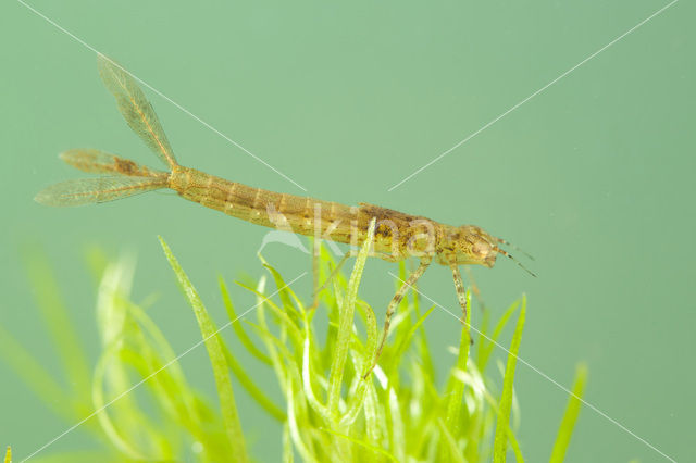 Variabele waterjuffer (Coenagrion pulchellum)