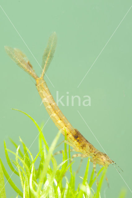 Variabele waterjuffer (Coenagrion pulchellum)