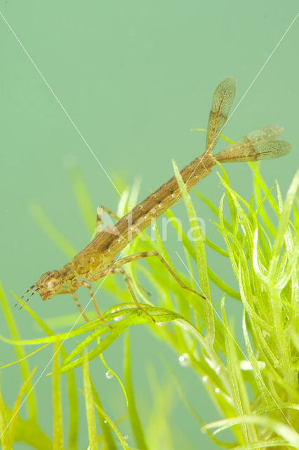 Variabele waterjuffer (Coenagrion pulchellum)