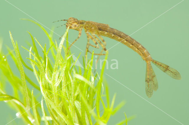 Variabele waterjuffer (Coenagrion pulchellum)