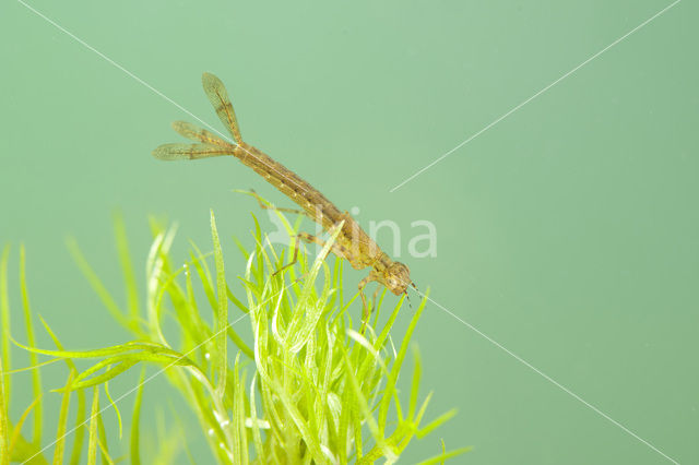 Variabele waterjuffer (Coenagrion pulchellum)